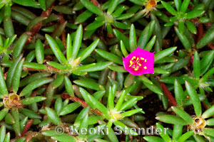 پورتولاکا پیلوسا / گل ناز پرزدار